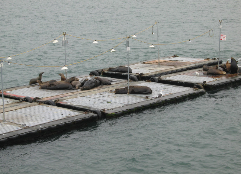 Mari takes pictures of the seals!