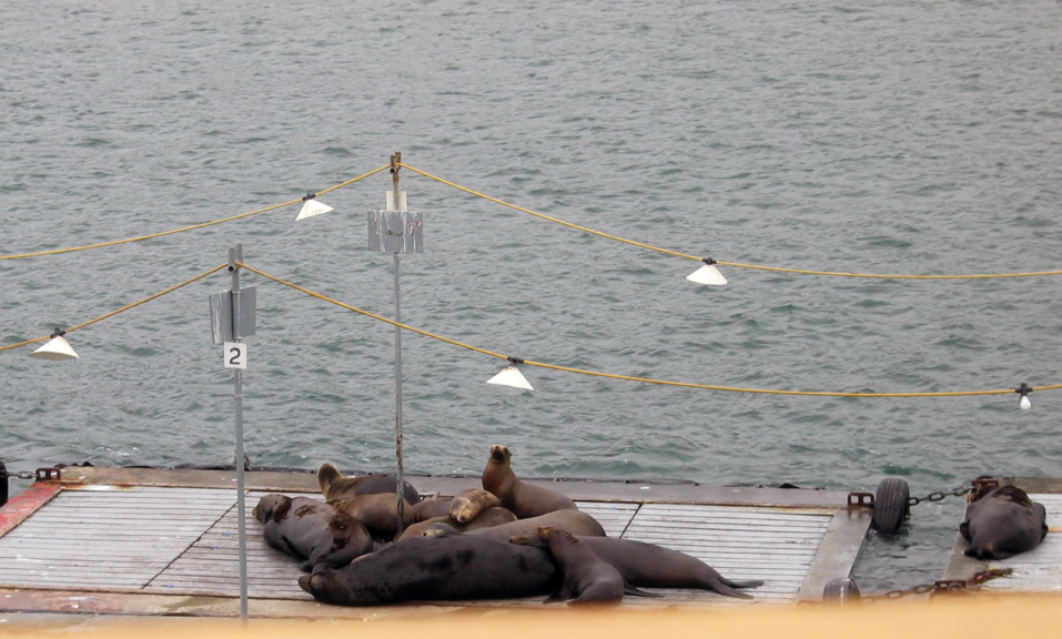 Mari photographs the seals!
