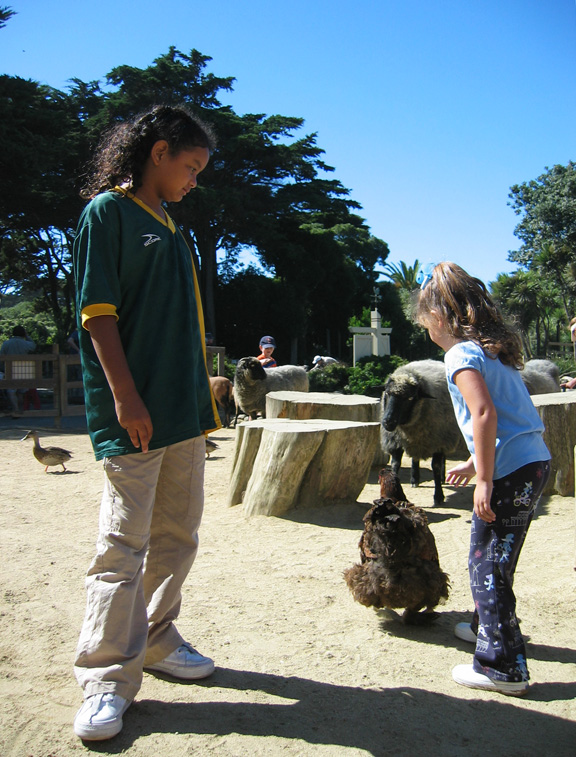 Mari watches a chicken!