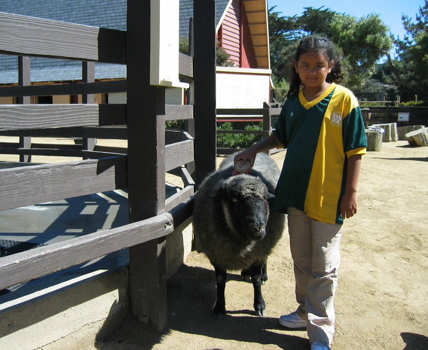 Mari brushes a sheep!