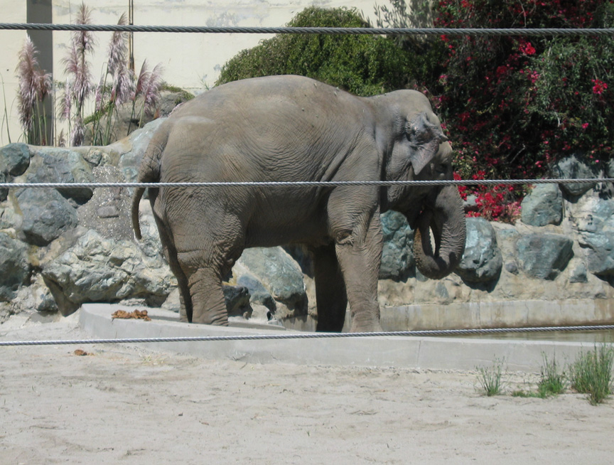 Elephants love hay!