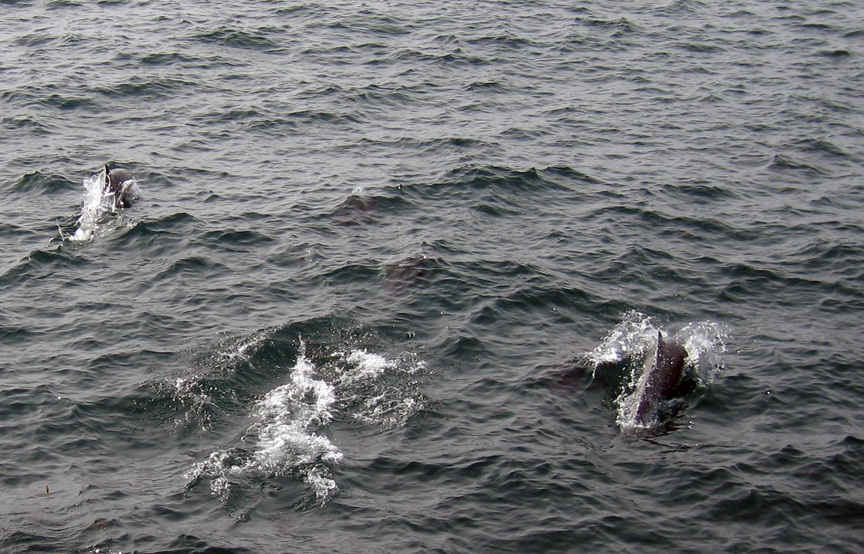 We follow the dolphins!