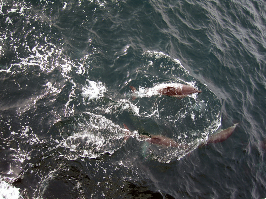 Dolphins are very friendly!
