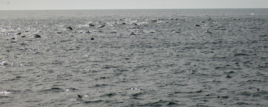 The are known as common dolphins!