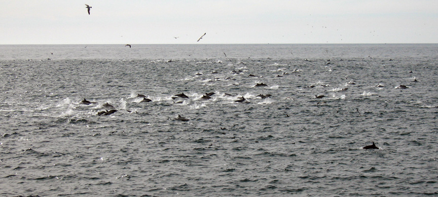 Looks like they found some fish!