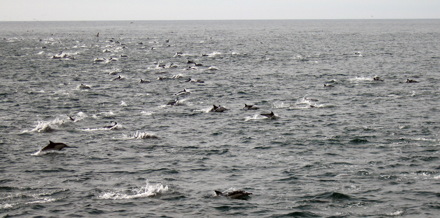 Seagulls and dolphins seem to get along well!