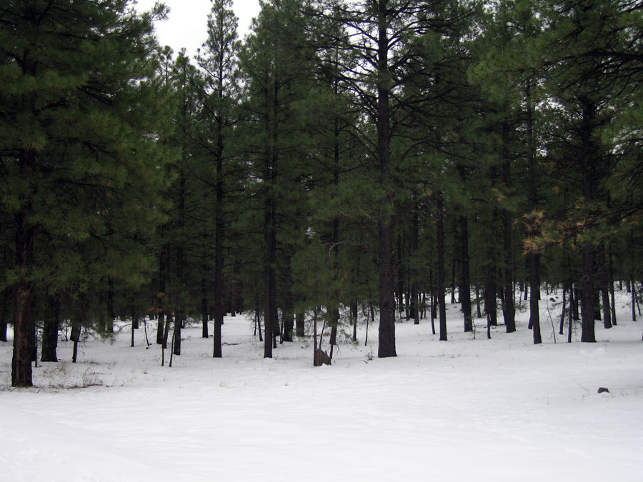 12_19_07arizona_17