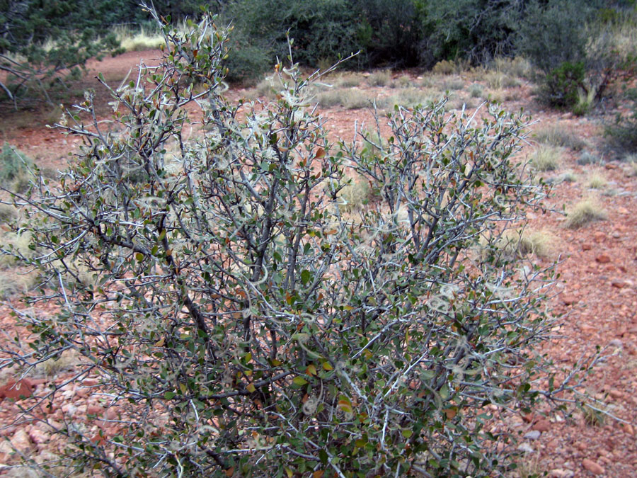 12_20_07arizona_31