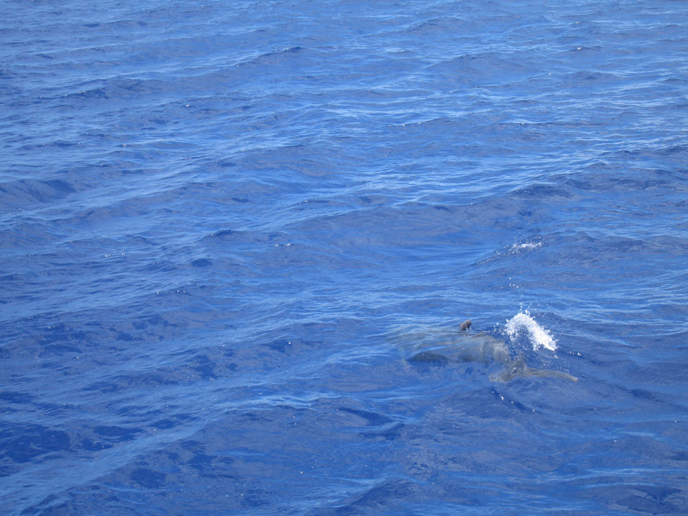 snorkel_67