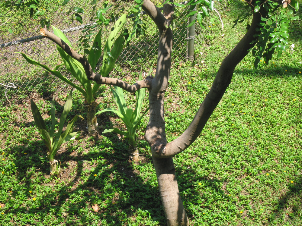 luau_05