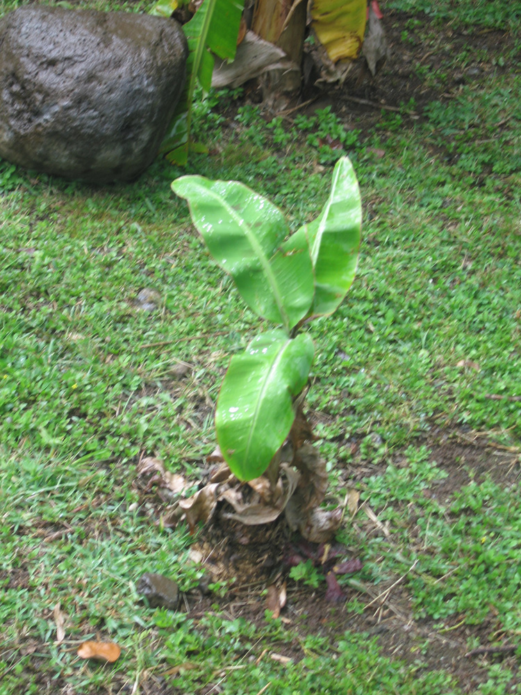 luau_23