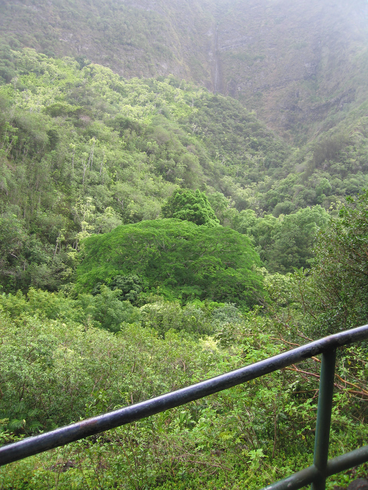 luau_29