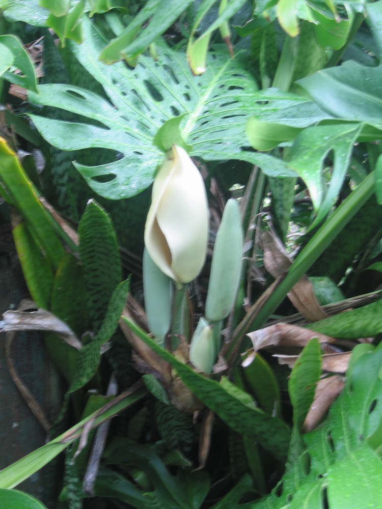 luau_49
