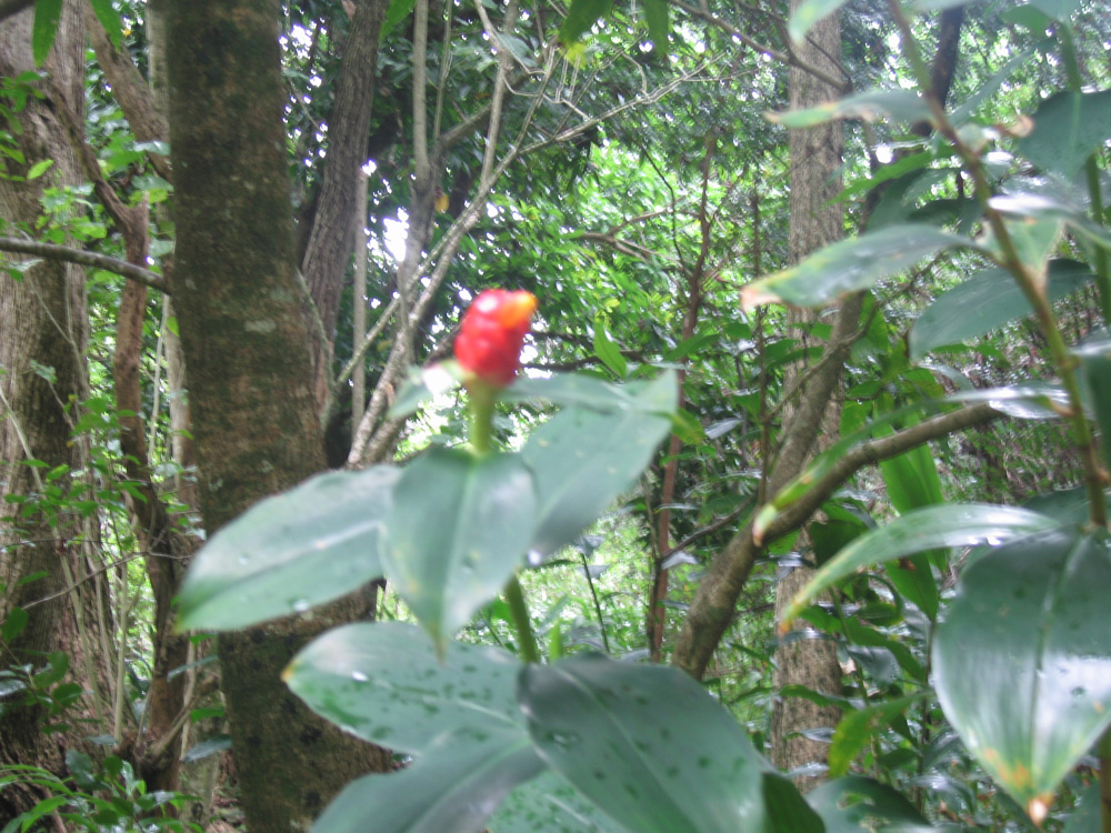 luau_55
