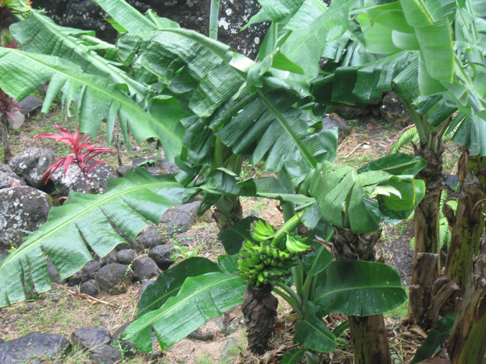 luau_77