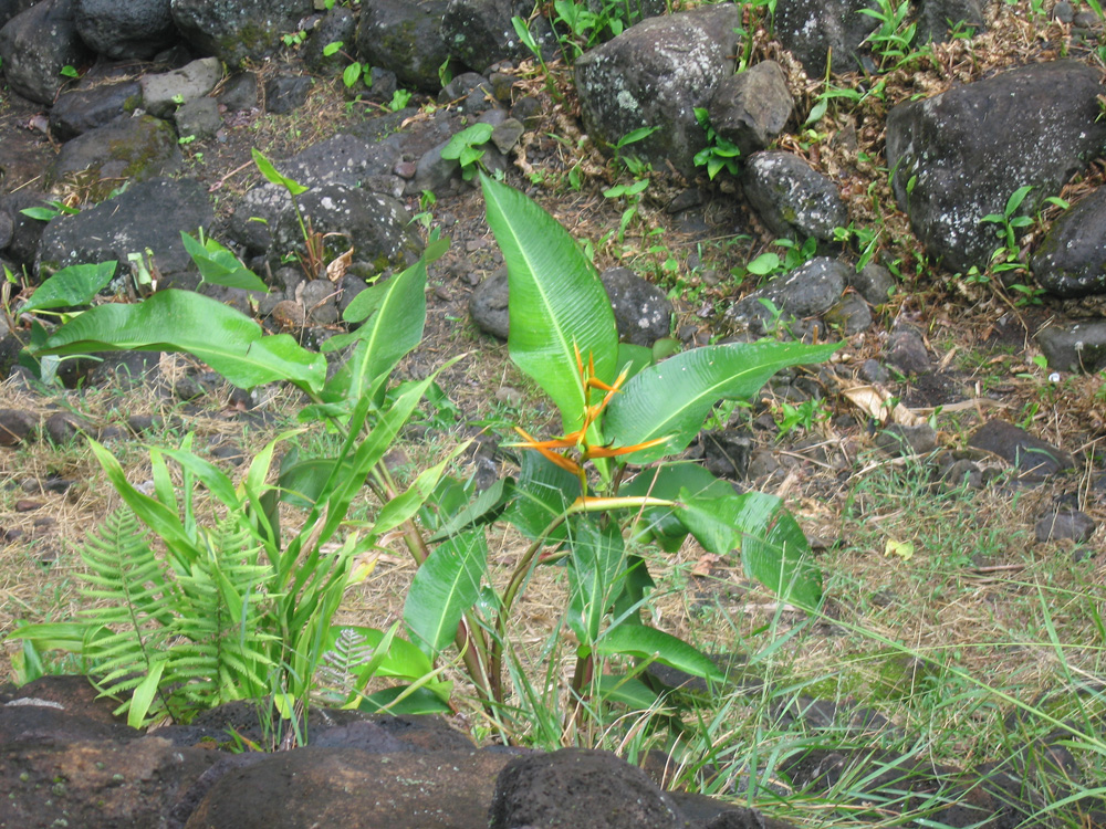 luau_78