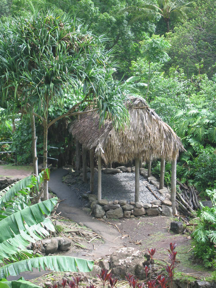 luau_81