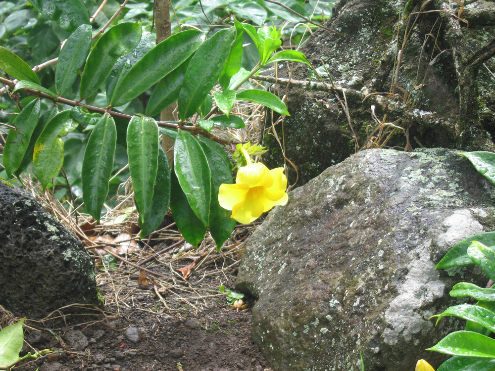 luau_82