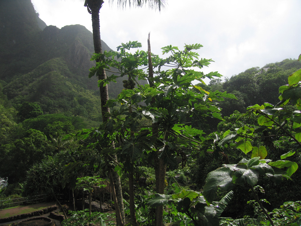 luau_83