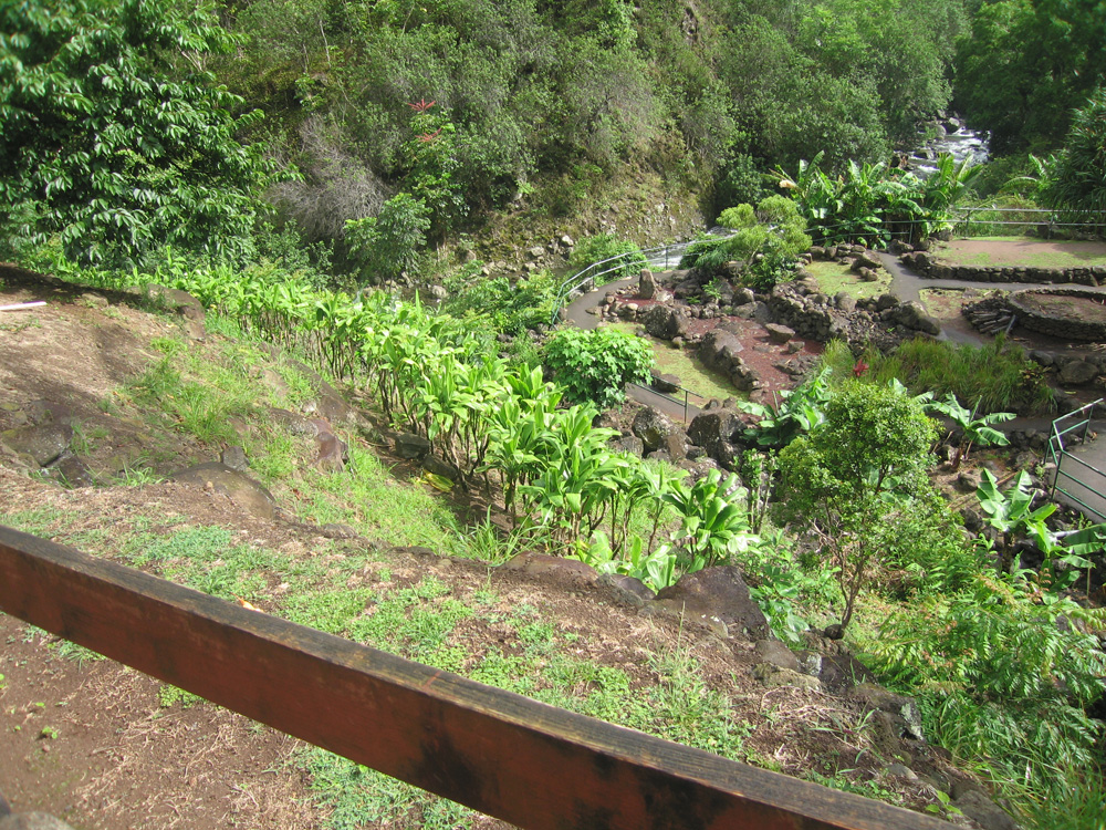 luau_84