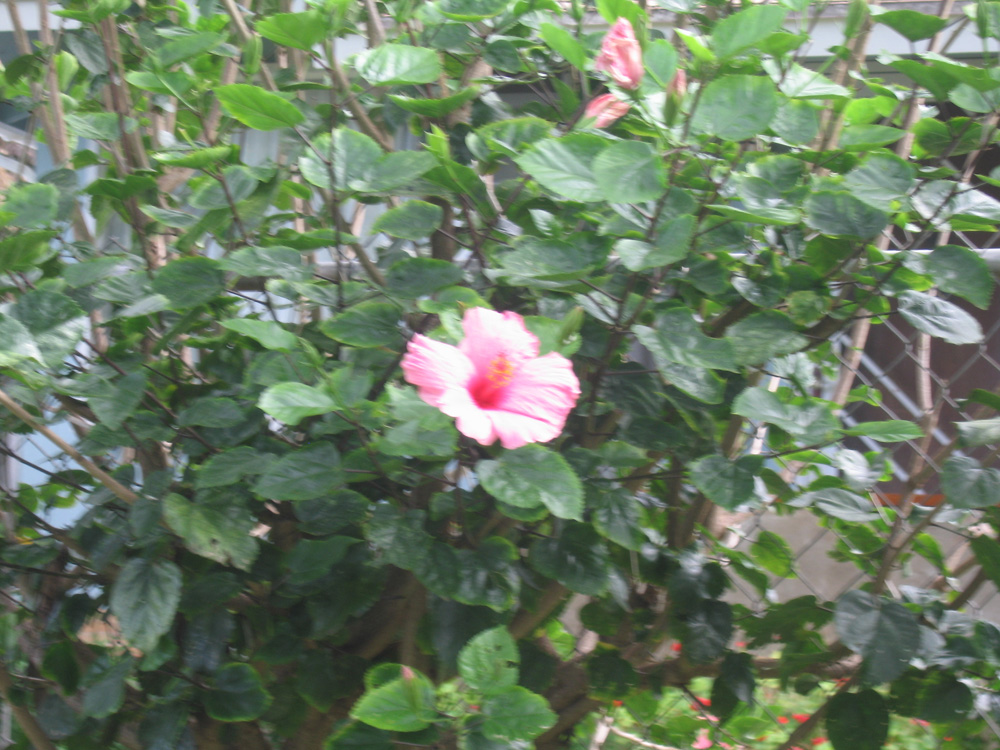 luau_93