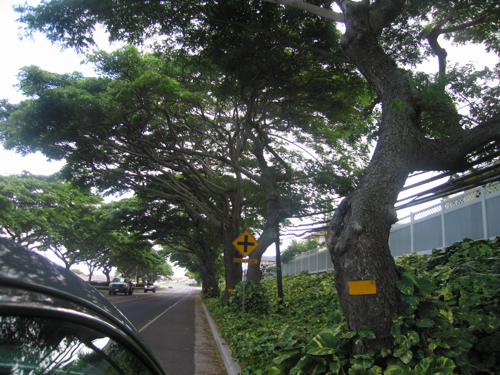 luau_95