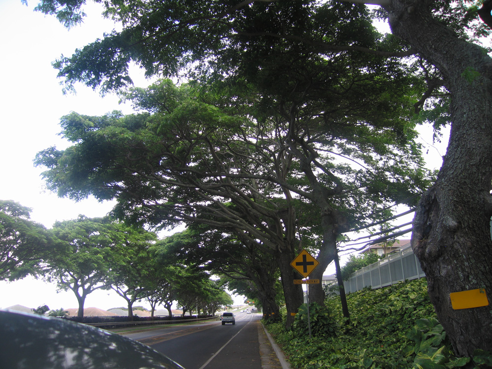luau_96