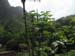 luau_83