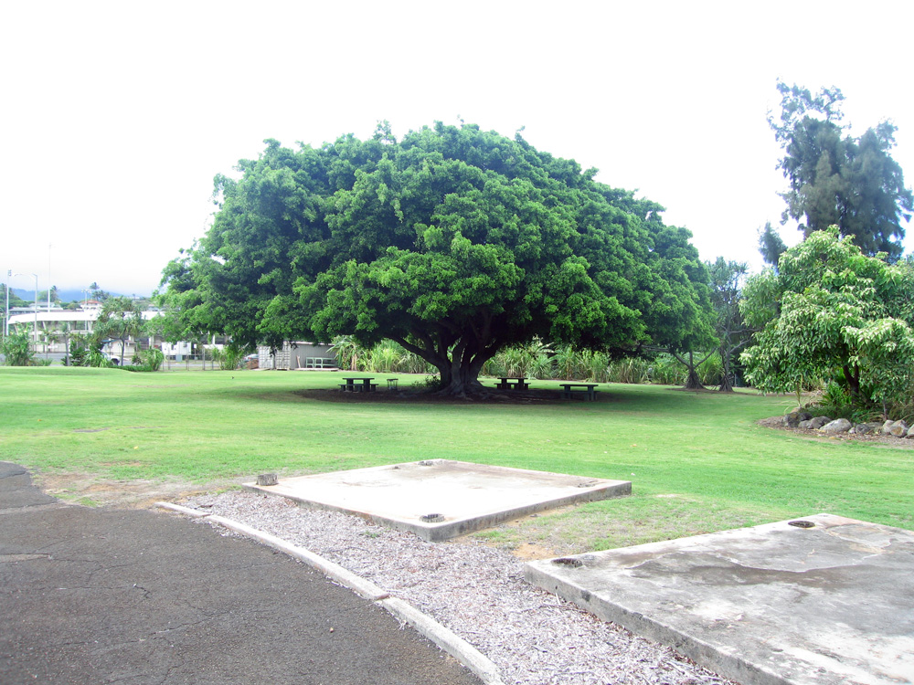 garden_52