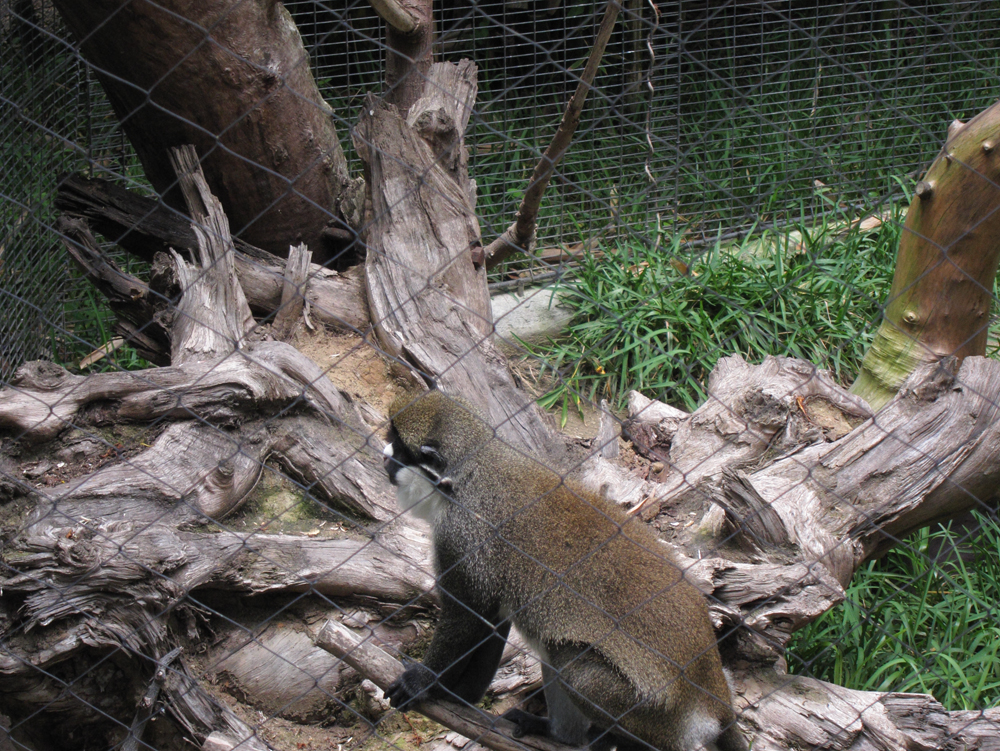 zoo32