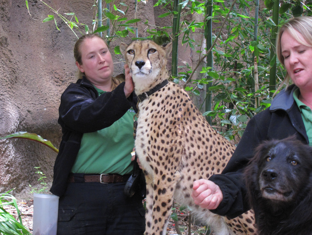 zoo36