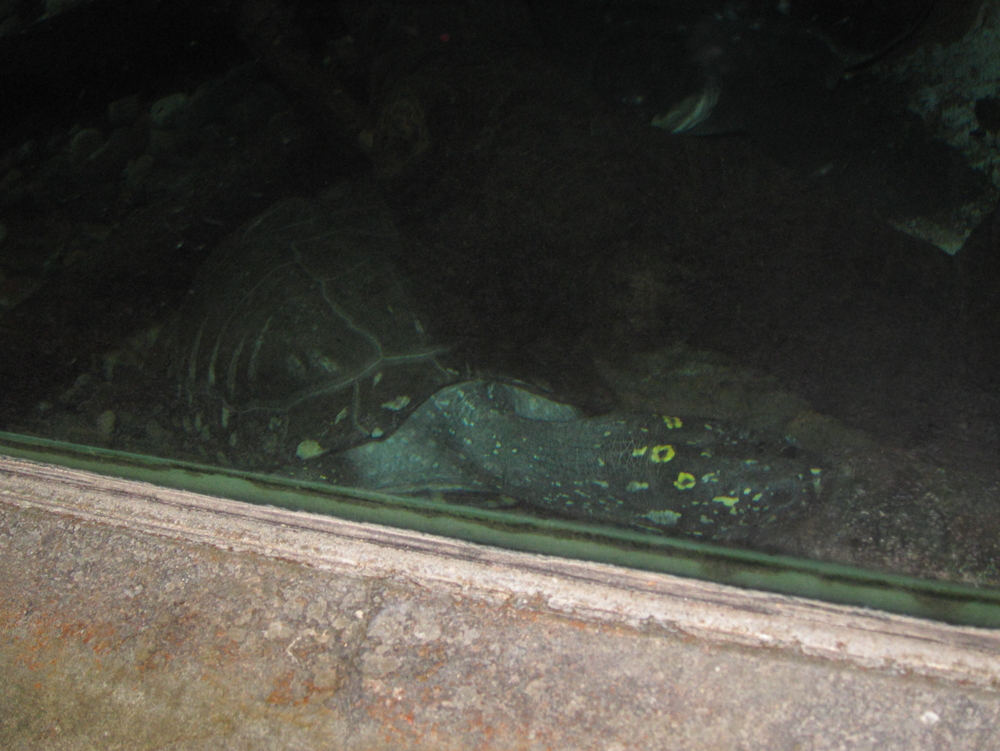 zoo39