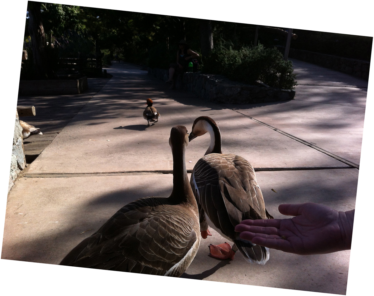 2012_4_7wild127