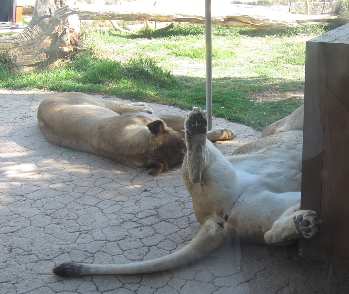 animal3.24.2013.104