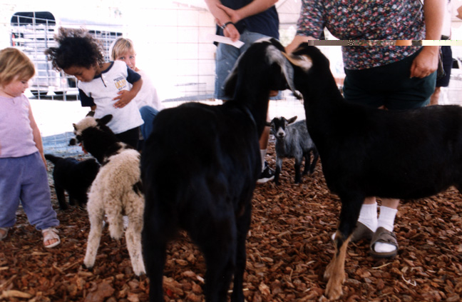 Mari feeds the sheep!